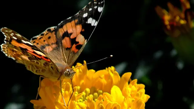Бабочка на цветке