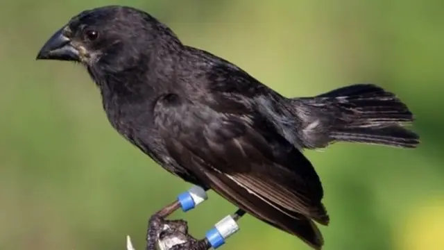 গবেষকরা এই পাখিটির উপর বহু বছর ধরে নজর রাখছিলেন