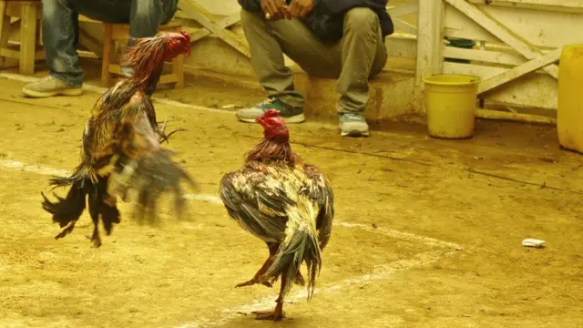 Le perdant est celui qui s'enfuit, se fait percer les deux yeux ou bien meurt.