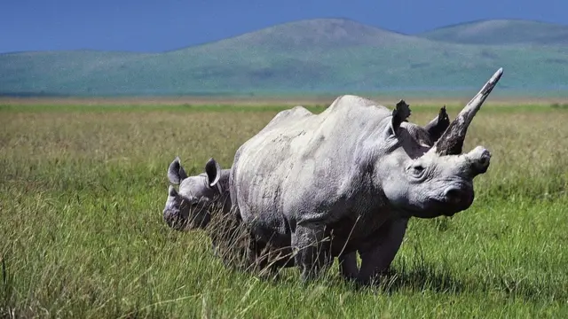Носороги в Танзан??