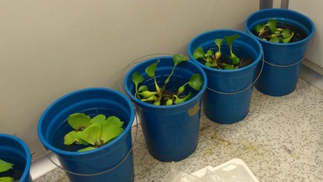 Plantas1xbet 3um dos ambientes simulados