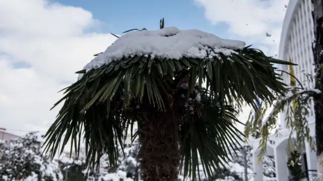 Пальма в снігу