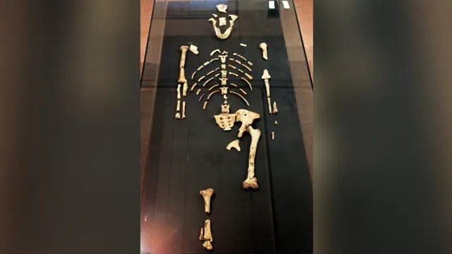 ቅሪት ኣካል ሉሲ