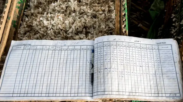 قطف زهور الياسمين عملية شاقة ولا تعود بمقابل مادي جيد على الكثيرين