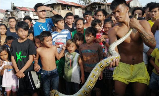 Villagers capture a python on Christmas Day in the typhoon-hit city of Ormoc, Philippines, 25 December 2019