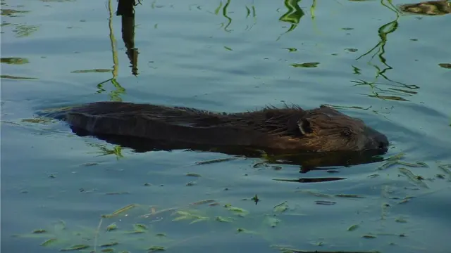 Дабар на Засавици