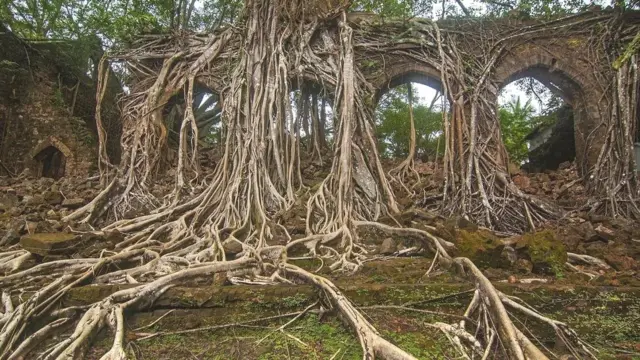 نیلما ورنگی