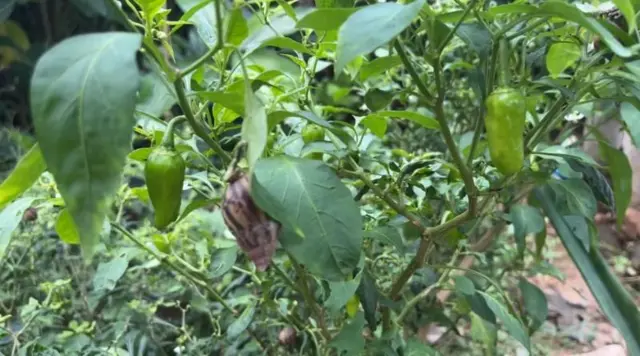 ખેડૂતો, ગોકળગાય, બીબીસી, ગુજરાતી