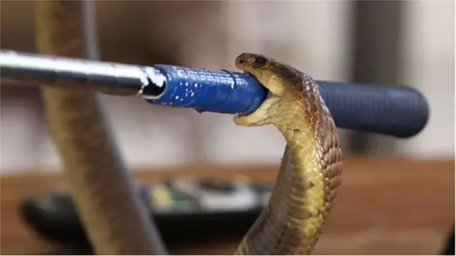 పాము విషంపై ప్రయోగాలు