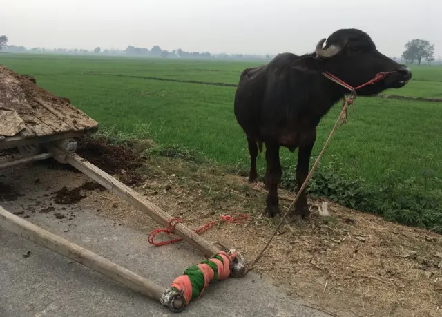 गाय से परेशान लोग