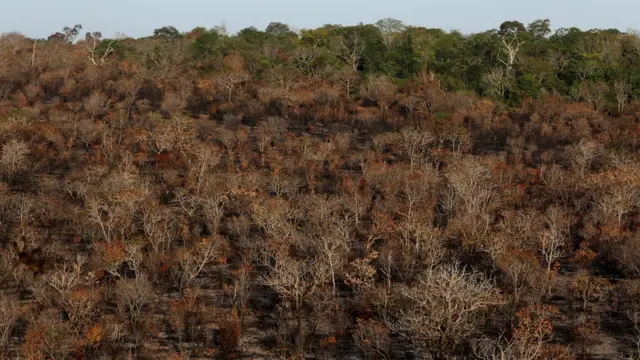 Imagem aérea mostra boa partebetwillfloresta queimada