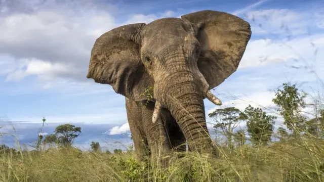 Um elefante do Parque Naciona Hwange