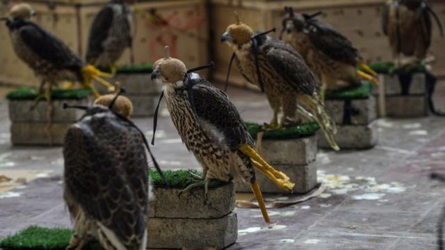 Falcons recovered in Pakistan