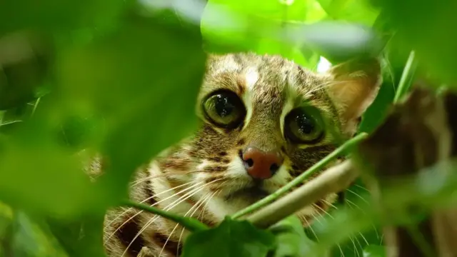 Leopard Cat