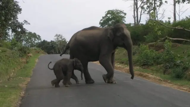 முதுமலை புலிகள் சரணாலயத்தில் குட்டி யானையுடன் சாலையைக் கடக்கும் தாய் யானை. (கோப்புப்படம்)