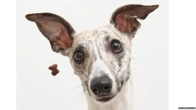 ਜਸਟਿਨ ਸੈਕੂਲਸ ਦੁਆਰਾ ਖਿੱਚੀ ਗਈ ਤਸਵੀਰ