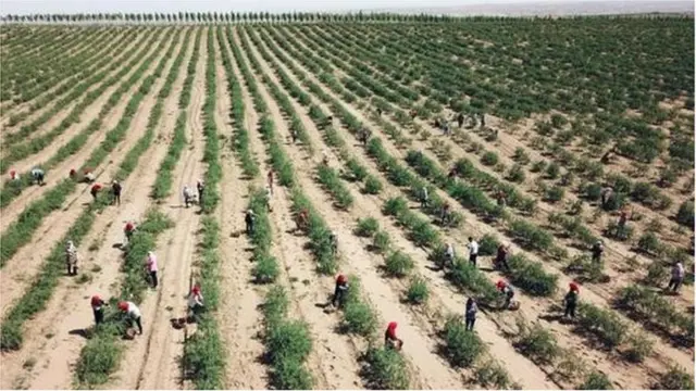 గోజీ బెర్రీ