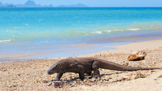 Komodo on the beach