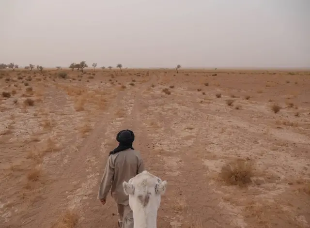 رجل يقود جملا عبر الصحراء