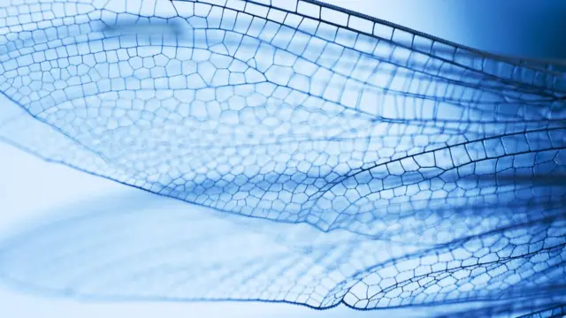 alas de las libélulas