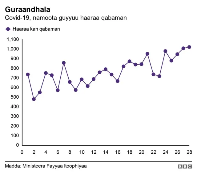 Giraafii lakkoofsa dhukkubsattootaa haaraa qabamanii agarsiisu