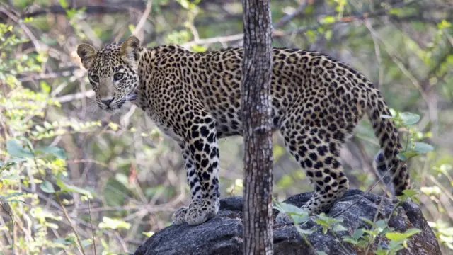 तेंदुआ-मानव संघर्ष