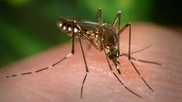 Mosquito Aedes aegypti