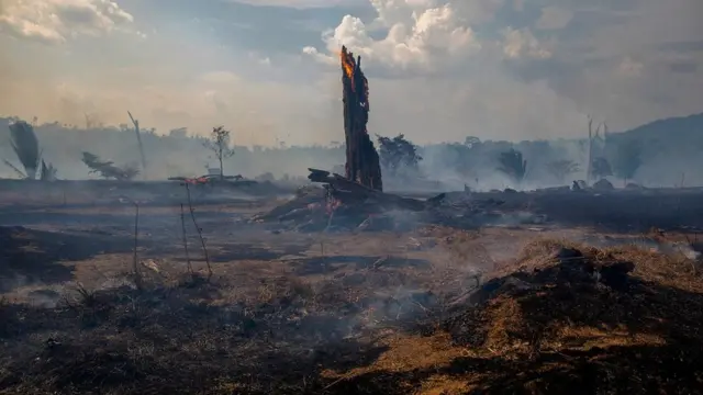 Hutan tropis Amazon yang terbakar