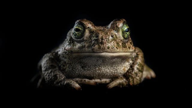 รูปคางคก