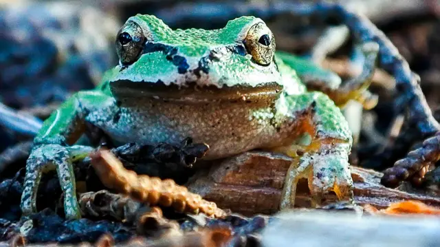 ኣብ ማይን ምድርን ክነብሩ ዝኽእሉ እንቅርዖብ