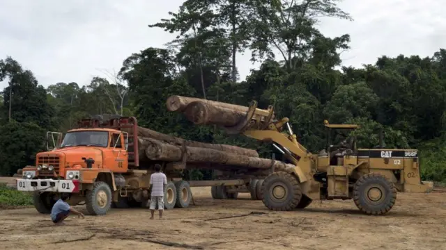 Logging in Indonesia