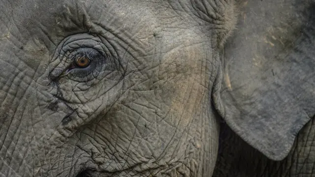 யானைகள்