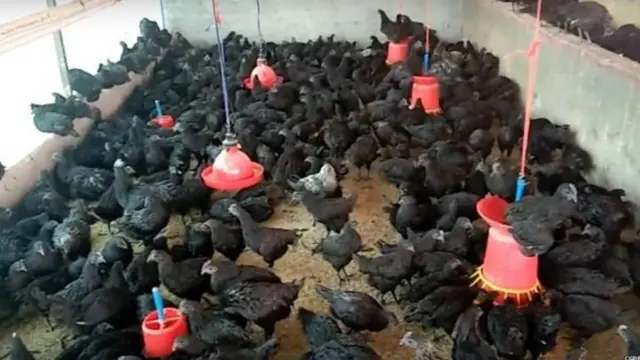 कड़कनाथ