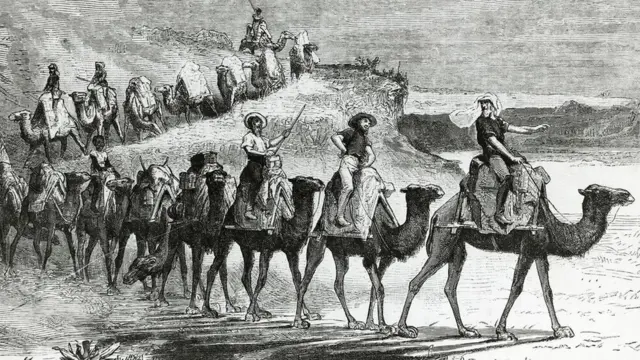 استُخْدِمت الإبل لنقل الأشخاص والبضائع عبر المناطق الداخلية لأستراليا في أواخر القرن التاسع عشر ومطلع القرن العشرين