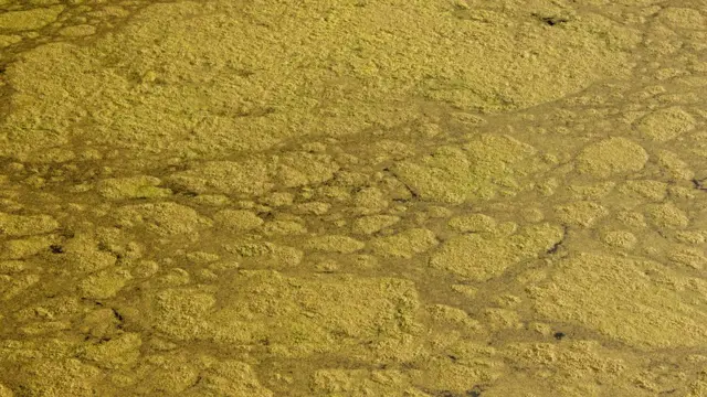 رشد بی‌رویه ریزجلبک‌ها