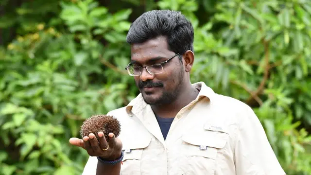 முள்ளெலி