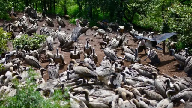 秃鹫是群居生物，成群进食。