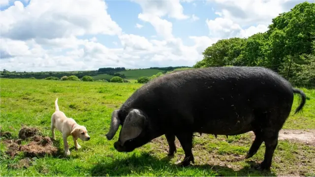 ગ્લોરિયા જેવા ડુક્કર તંદુરસ્ત ઇકોસિસ્ટમનો મહત્વપૂર્ણ ભાગ છે," એમ તેના માલિક મર્લિન હેનબરી-ટેનિસને કહ્યું