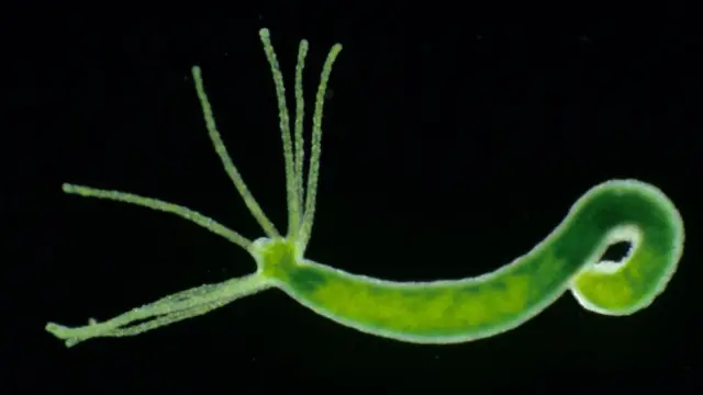 ஹைட்ரா- கோப்புப்படம்