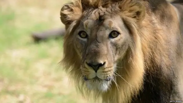 गिर के शेरों की मौत