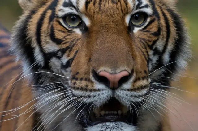 Лев