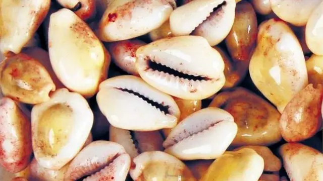 最も初期の通貨は貝殻だった