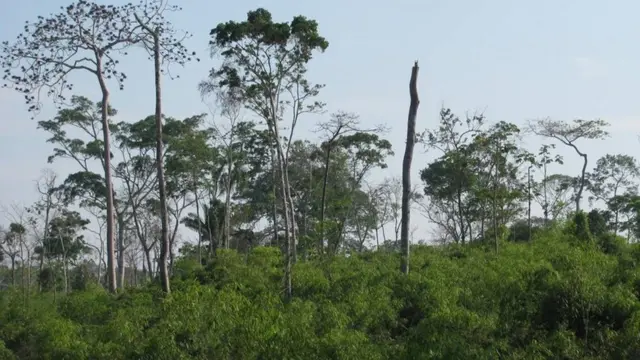 Floresta onde há bambu