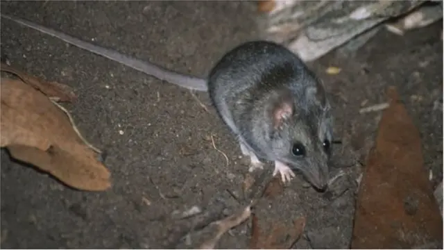 కంగారు ఐలాండ్ దనార్ట్