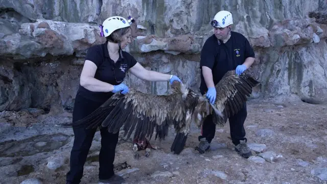 neanderthal, manusia purba, spesies purba, homo sapiens, gibraltar