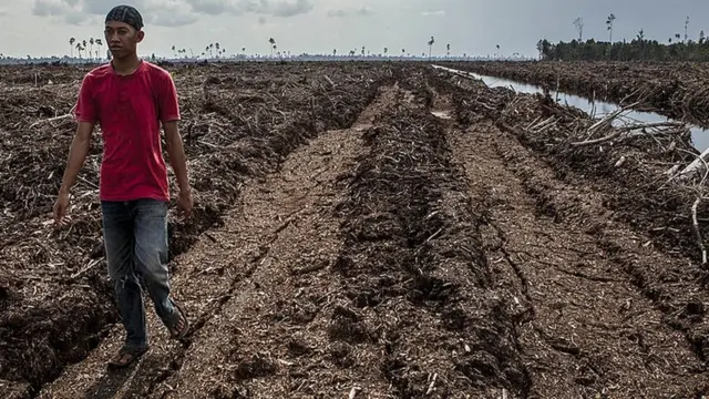 Cleared land in Sumatra, Indonesia