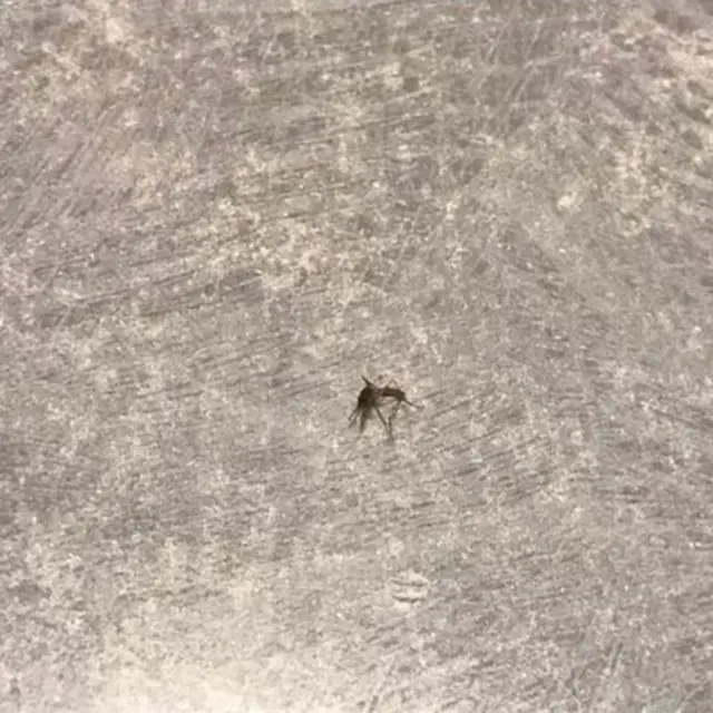 Убивство комахи