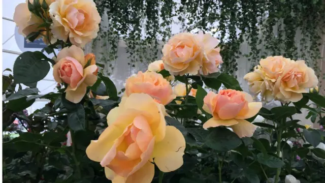 Назва цього сорту - "Бджолина королева"