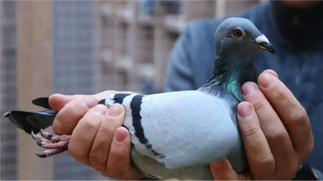 보통 사람들에겐 일반적인 길거리 비둘기처럼 보일지 모르지만, 뉴 킴은 180만달러짜리 비둘기다