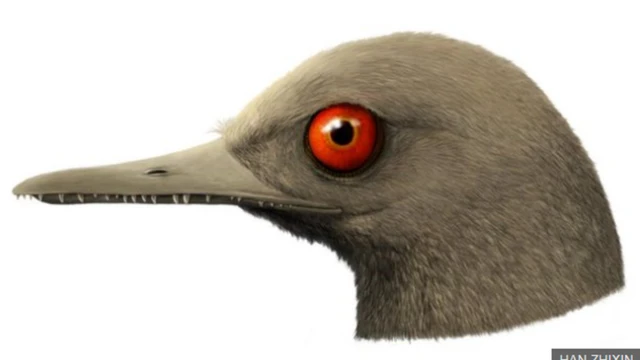 පොසීල .මියන්මාර්